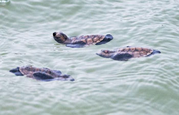 Newly hatched Hawksbill sea turtle released to sea at Singapore's Sentosa Island