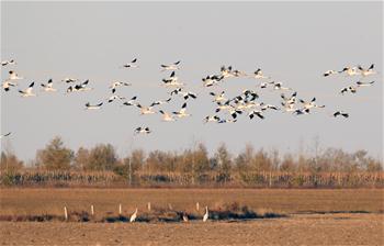 In pics: Siberian cranes migration