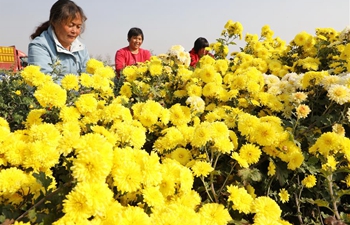 Chrysanthemum flowers enter harvest season in central China's Henan