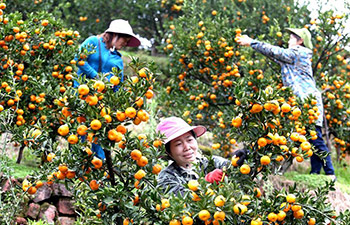 Oranges harvested in east China's Jiangxi