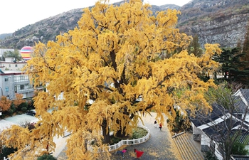 Scenery of ginkgo trees across China