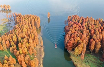In pics: colored forest of Taxodium ascendens in China's Zhejiang