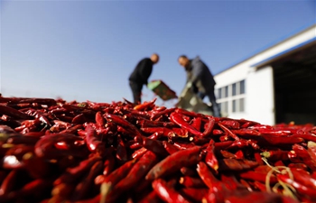 Chilies harvested in Huanglin Village, north China's Hebei