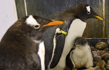 Harbin Polarland has new batch of penguins hatch