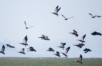 Poyang Lake sees flock of migratory birds overwintering