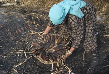 Kashmiri women prepare smoked fish for upcoming winter