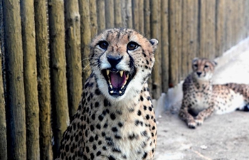 Zhengzhou Zoo welcomes fives couples of cheetahs from South Africa