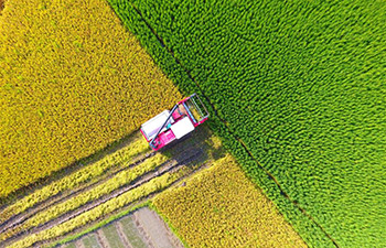In pics: agriculture sector mechanization rate exceeds 66 pct in China