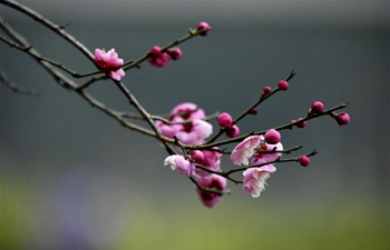 In pics: plum flowers in Xuanen County, central China's Hubei