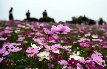 Gesang flowers enter blooming season in China's Guangxi