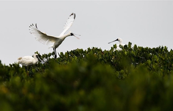 In pics: spoonbills in south China's Hainan