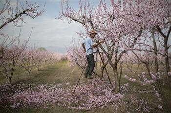 Blossoming peach trees seen in Greece