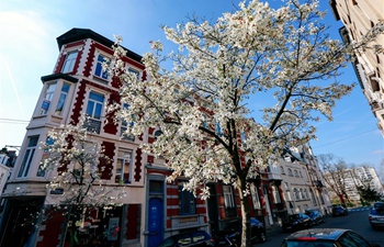 In pics: blooming flowers in Brussels