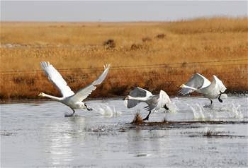 Migratory birds seen in NW China's Gansu as weather warms up