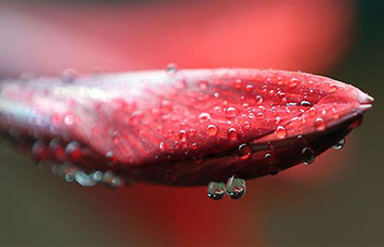 Marvelous scenes of water drops on flower buds after rain