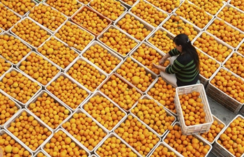 People pick navel oranges in Zigui, central China's Hubei