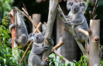 Number of koalas increases in park in Guangzhou, China's Guangdong