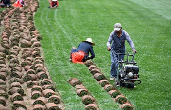 Need for turf in cities drives farmers into turf business in China's Anhui