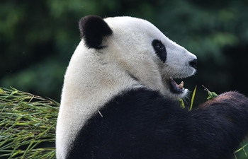 China Focus: Giant pandas return to China after years in U.S.
