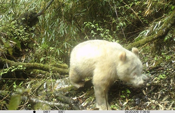 Rare all-white panda spotted in China
