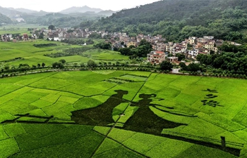 Rice paddy art picture shown at Luohong Village in China's Guangdong