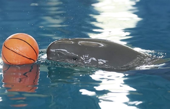 1-year-old finless porpoise celebrates birthday in Wuhan, China's Hubei