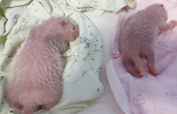 Two giant pandas give birth to two pairs of twins at zoo in Chongqing