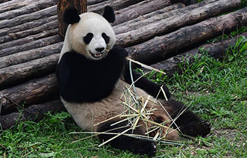 Giant pandas fend off summer heatwave