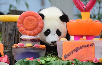 18 panda cubs have birthday party in Sichuan