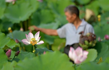 Villagers harvest lotus seedpods in Cixian County, China's Hebei