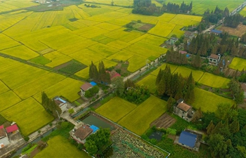View of paddy fields in Yiyang, C China's Hunan