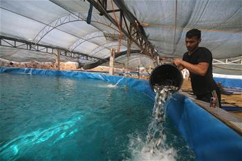 Palestinian workers feed fishes in Gaza Strip City of Khan Younis