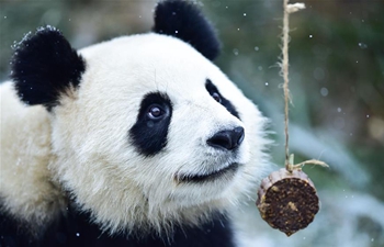 Giant pandas eat bamboo during snowfall at zoo in Qinghai