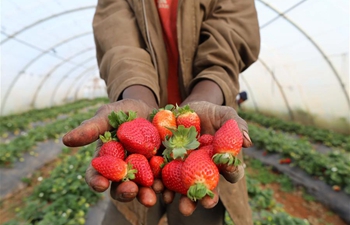 Workers harvest strawberries in farm in Algeria