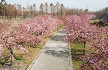 In pics: cherry blossoms at Chenshan Botanical Garden in Shanghai
