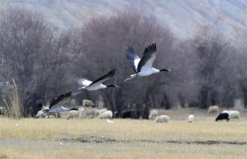 Black-necked cranes seen at national wetland park in Xigaze, Tibet