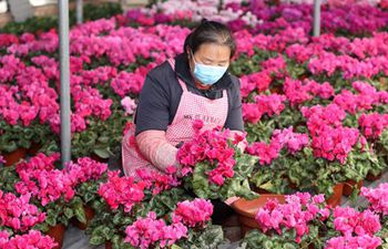 Farmers in Hebei orderly resume work in greenhouses
