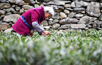 Farmers busy picking tea leaves as weather turns warmer in NW China