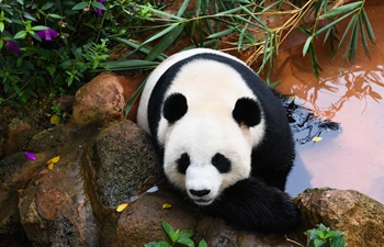 In pics: giant panda "Gong Gong"