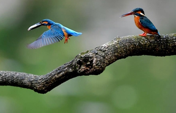 Kingfishers spotted at park in Fuzhou