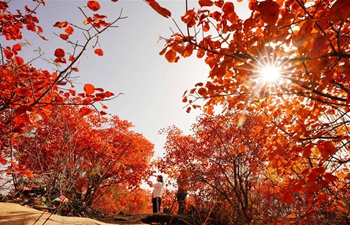 Scenery of red leaves in Hongfeng Mountain of Chaiguan Township, N China