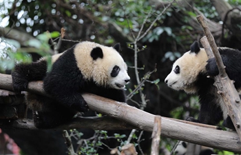 International Panda Day marked in Chengdu