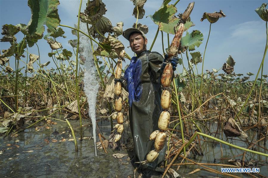 Autumn harvest of lotus roots underway in Hubei Xinhua English.news.cn