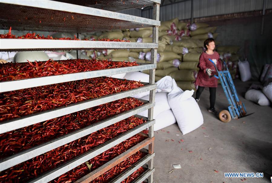 CHINA-SHANXI-AGRICULTURE-CHILLI INDUSTRY (CN)