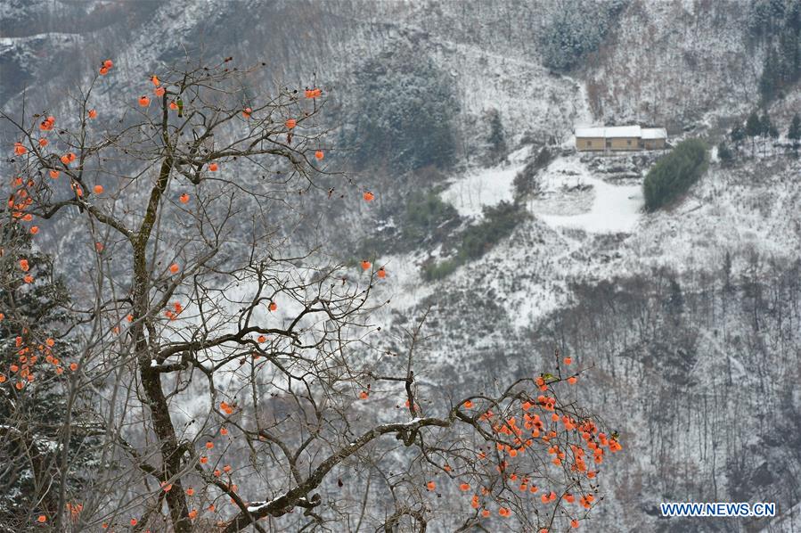 #CHINA-HUBEI-BAOKANG-SNOW-PERSIMMON (CN)