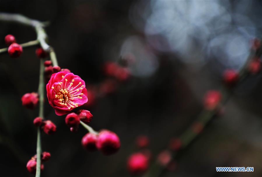 #CHINA-PLUM FLOWERS (CN)