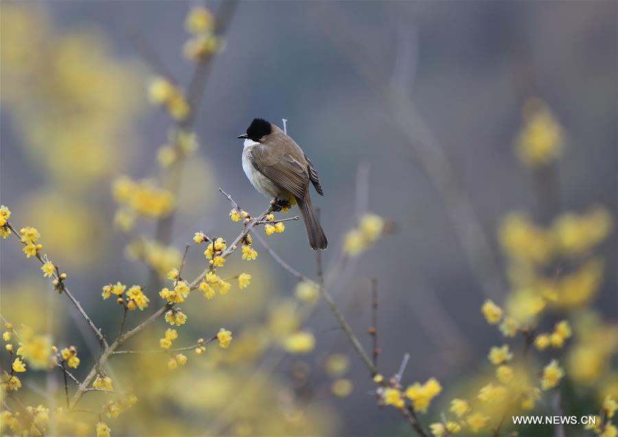 #CHINA-SPRING-BIRD