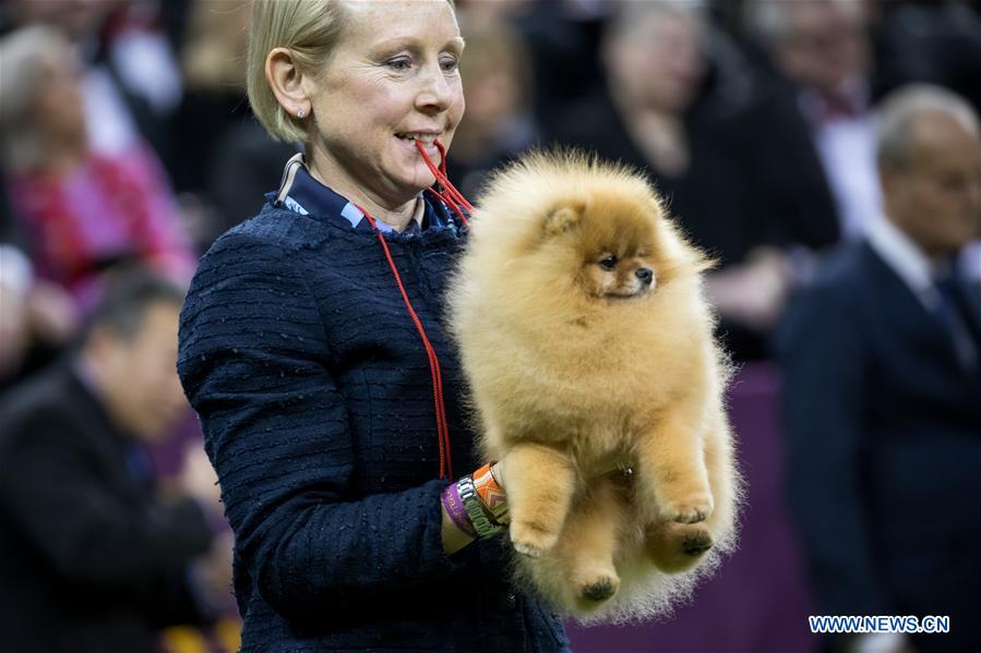 143rd westminster dog show