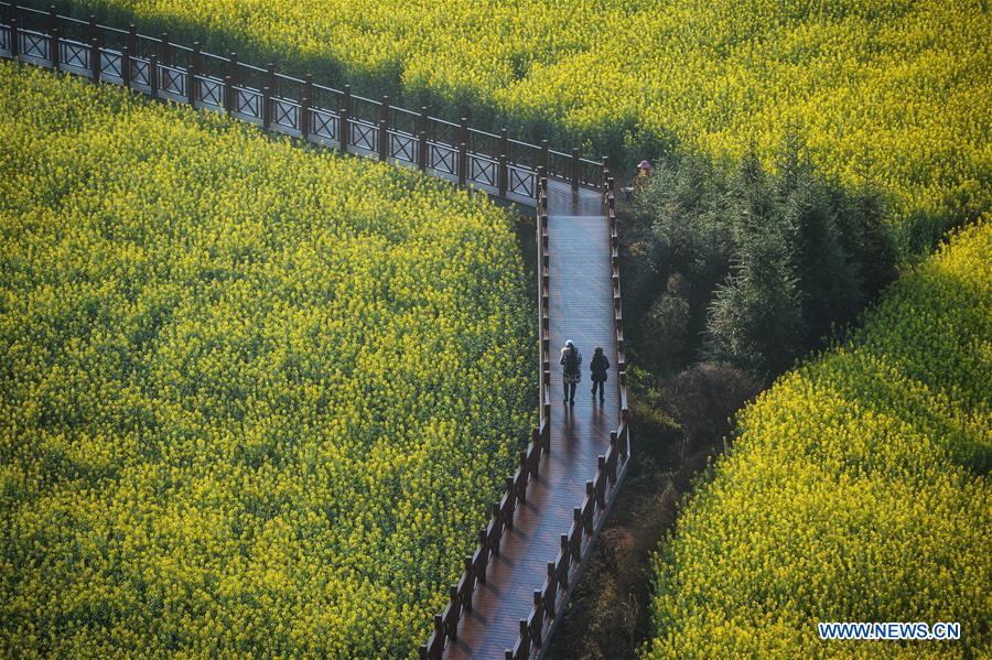 CHINA-YUNNAN-LUOPING-COLE FLOWERS (CN)