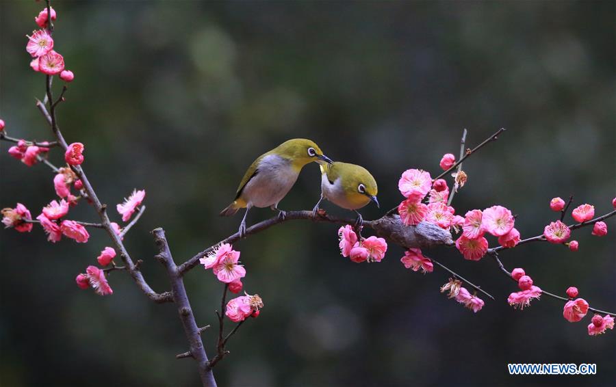 #CHINA-HUNAN-HENGYANG-BIRD-PLUM BLOSSOM (CN)